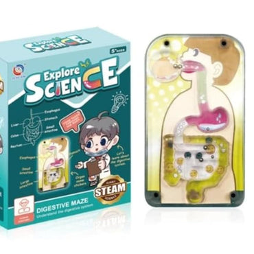 Human Internal Digestive System Educational Kit For Kids