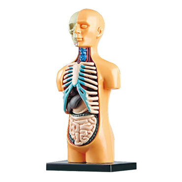 Human Body Model Organs Simple Assembly Learning Tool Kit Anatomy Model Display STEM Educational Gift