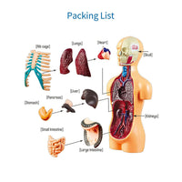 Human Body Model Organs Simple Assembly Learning Tool Kit Anatomy Model Display STEM Educational Gift