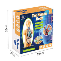 Human Body Model Organs Simple Assembly Learning Tool Kit Anatomy Model Display STEM Educational Gift