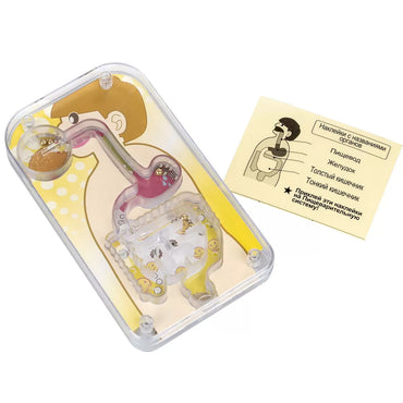 Human Internal Digestive System Educational Kit For Kids