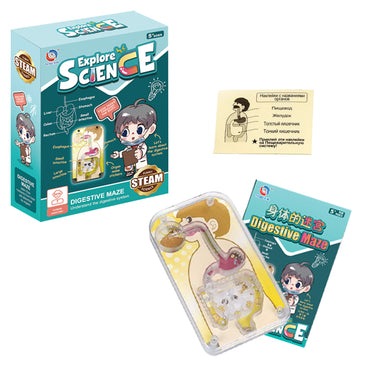 Human Internal Digestive System Educational Kit For Kids