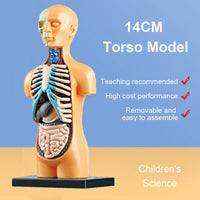 Human Body Model Organs Simple Assembly Learning Tool Kit Anatomy Model Display STEM Educational Gift