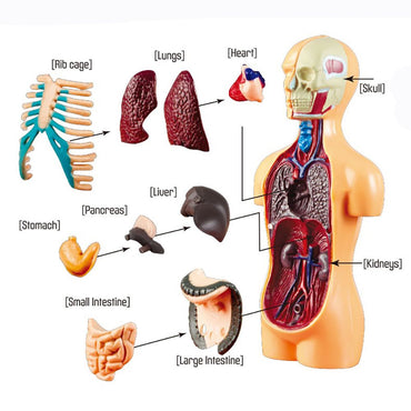 Human Body Model Organs Simple Assembly Learning Tool Kit Anatomy Model Display STEM Educational Gift