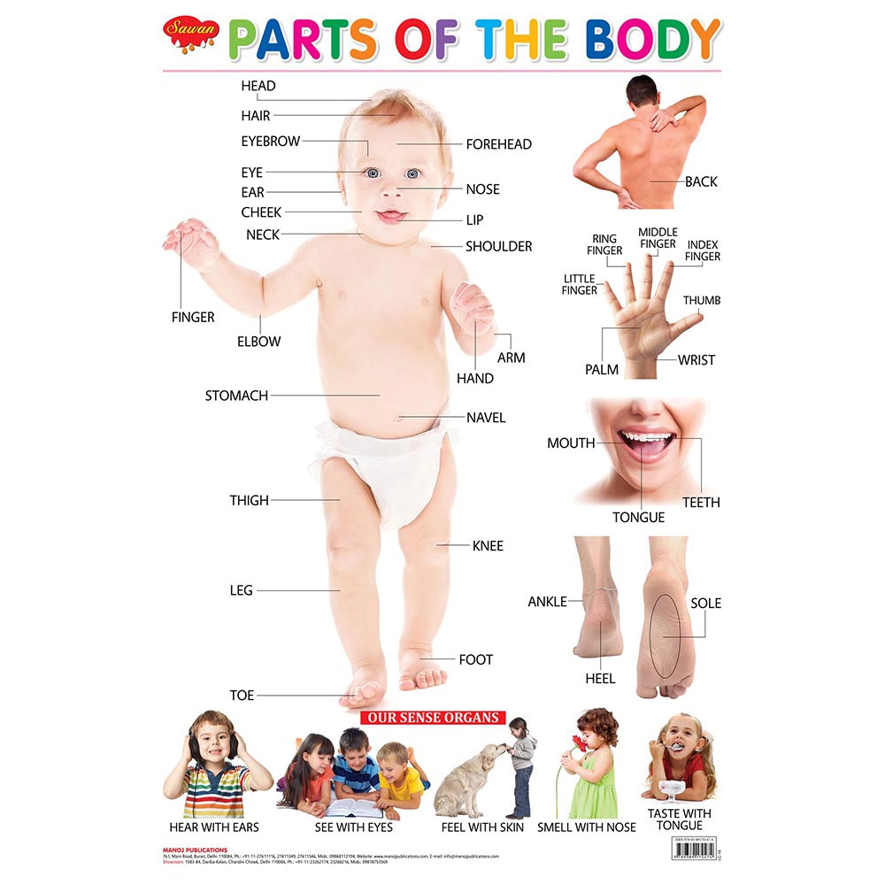 parts of the body chart