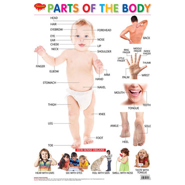 Sawan  Parts of Body Chart