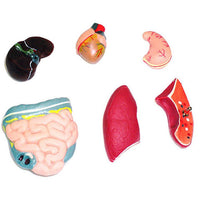 Edu Science Human Anatomy Model Arabic Edition - Karout Online -Karout Online Shopping In lebanon - Karout Express Delivery