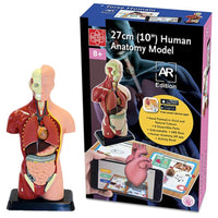 Edu Science Human Anatomy Model Arabic Edition - Karout Online -Karout Online Shopping In lebanon - Karout Express Delivery