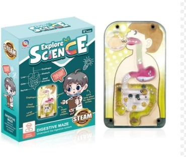 Human Internal Digestive System Educational Kit For Kids