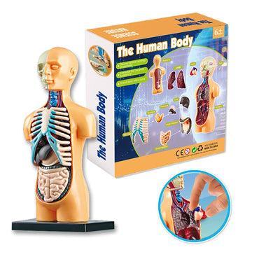 Human Body Model Organs Simple Assembly Learning Tool Kit Anatomy Model Display STEM Educational Gift