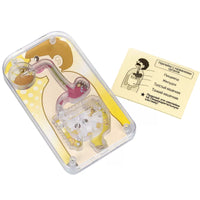 Human Internal Digestive System Educational Kit For Kids