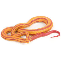 Safari Corn Snake