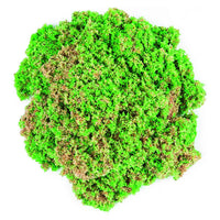 Kinetic Sand Sea Shell Asst - Karout Online -Karout Online Shopping In lebanon - Karout Express Delivery 