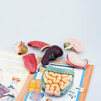 Edu Science Human Anatomy Model Arabic Edition - Karout Online -Karout Online Shopping In lebanon - Karout Express Delivery 