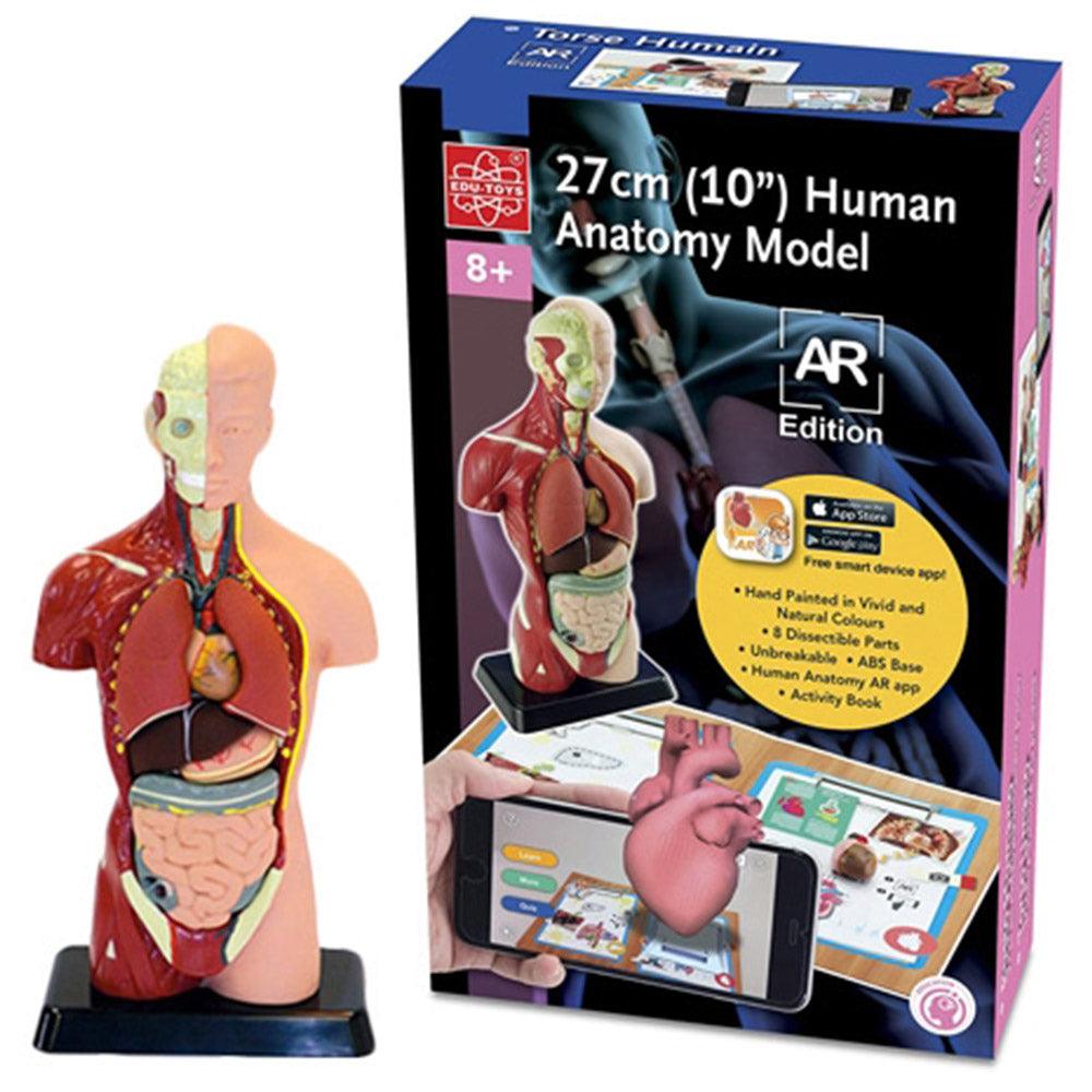 Edu Science Human Anatomy Model Arabic Edition - Karout Online -Karout Online Shopping In lebanon - Karout Express Delivery 