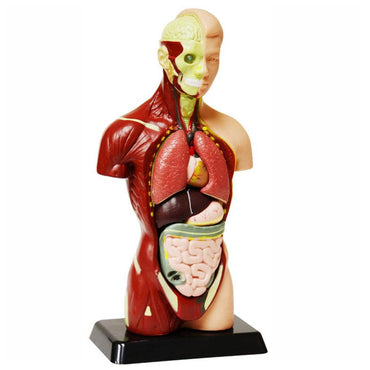 Edu Science Human Anatomy Model Arabic Edition - Karout Online -Karout Online Shopping In lebanon - Karout Express Delivery 
