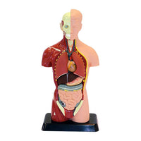 Edu Science Human Anatomy Model Arabic Edition - Karout Online -Karout Online Shopping In lebanon - Karout Express Delivery 