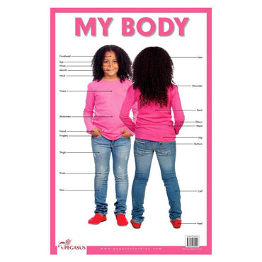 Pegasus Human Body Chart - Karout Online -Karout Online Shopping In lebanon - Karout Express Delivery 