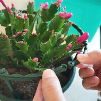 Fixed Pole Garden Plants Circular Plastic Bracket / 22FK075 - Karout Online -Karout Online Shopping In lebanon - Karout Express Delivery 