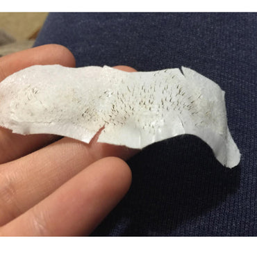 Beauty Formulas Australian Tea Tree Deep Cleansing Nose Pore Strips 6 Strips